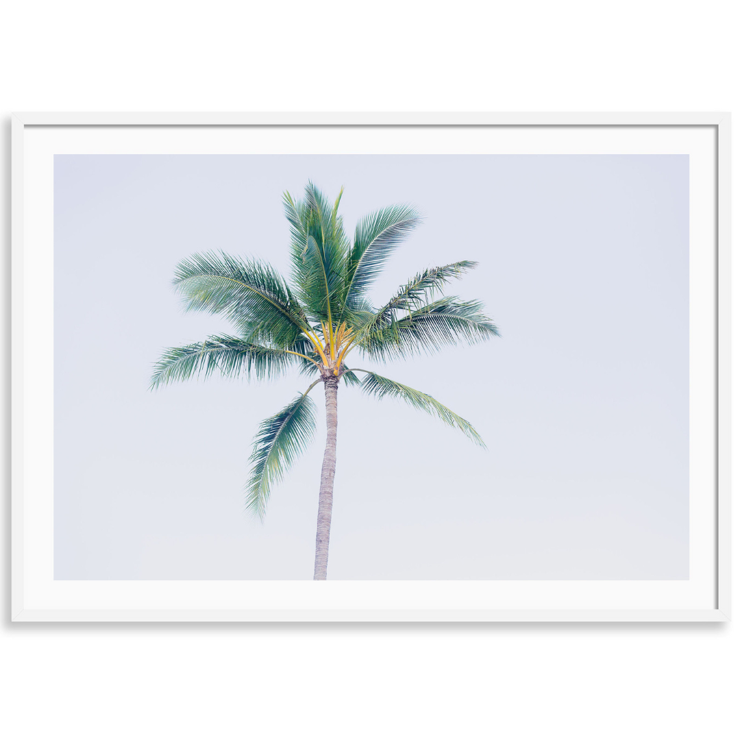 Hawaiian Palm