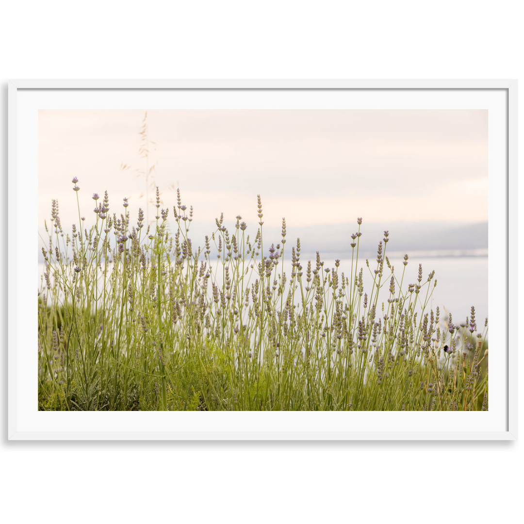 Tuscan Wildflowers