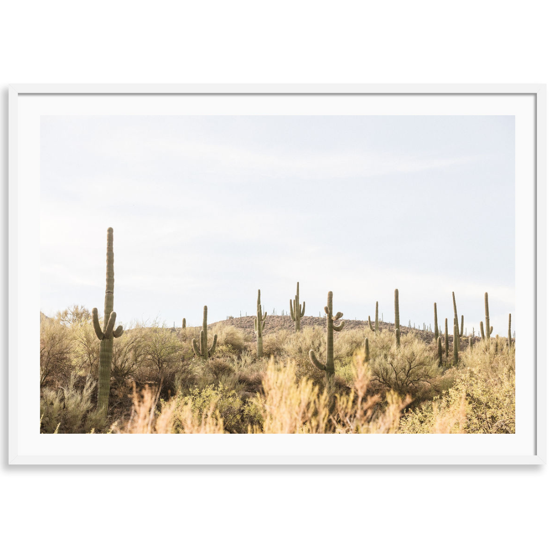 Arizona Saguaros