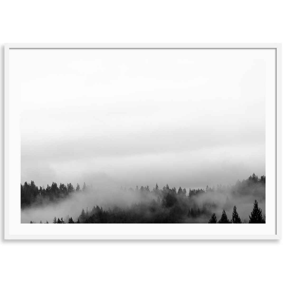 Misty Redwoods