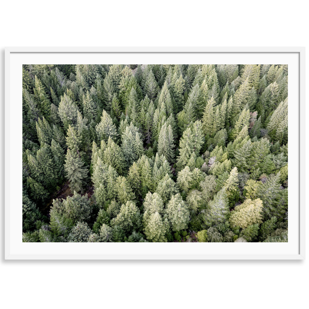 Redwoods View From Above