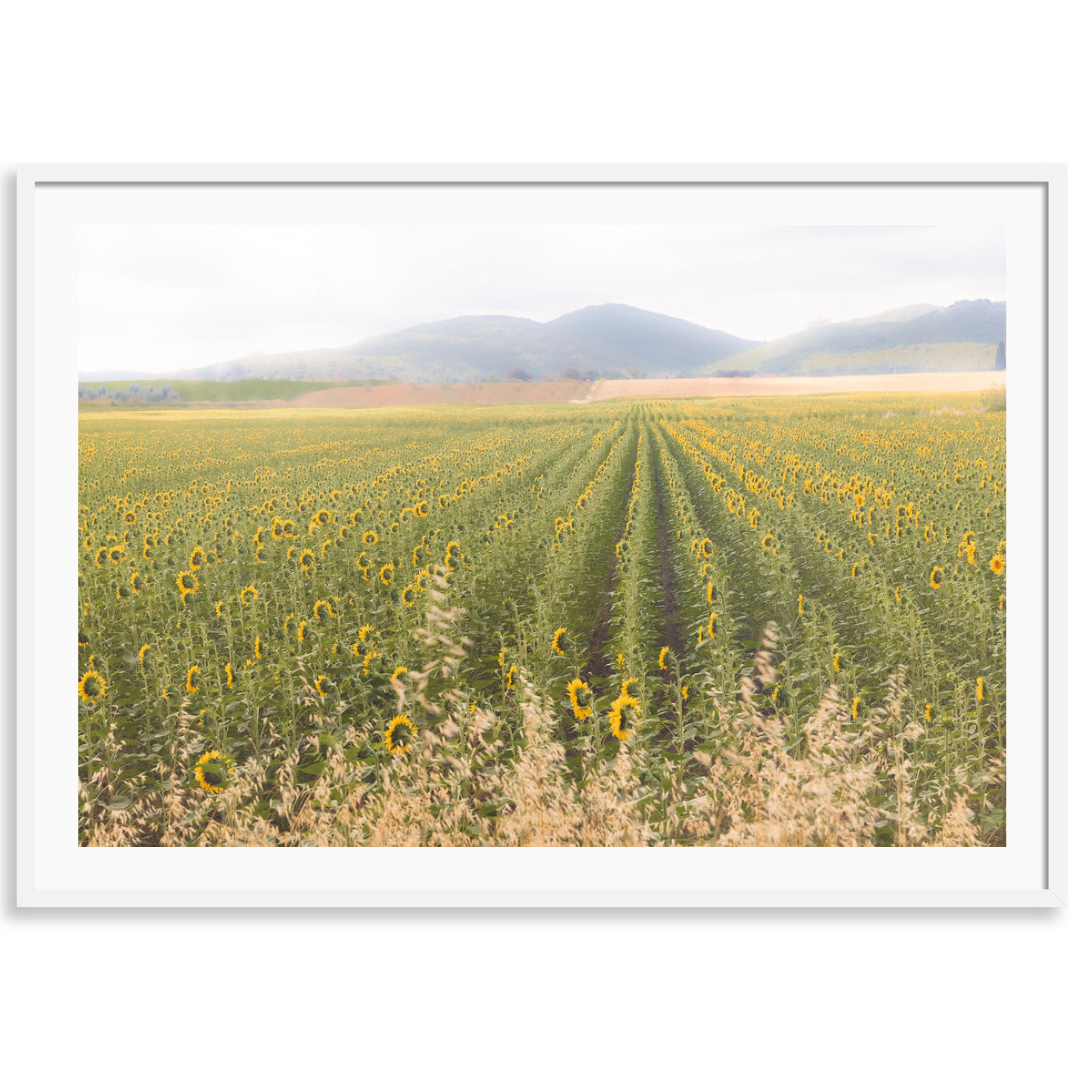 Tuscan Sunflower Symphony