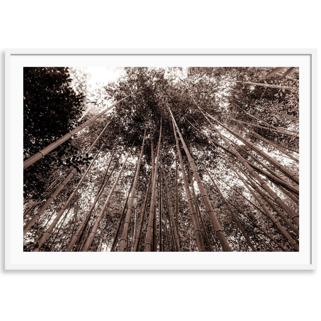 Bamboo Forest Japan