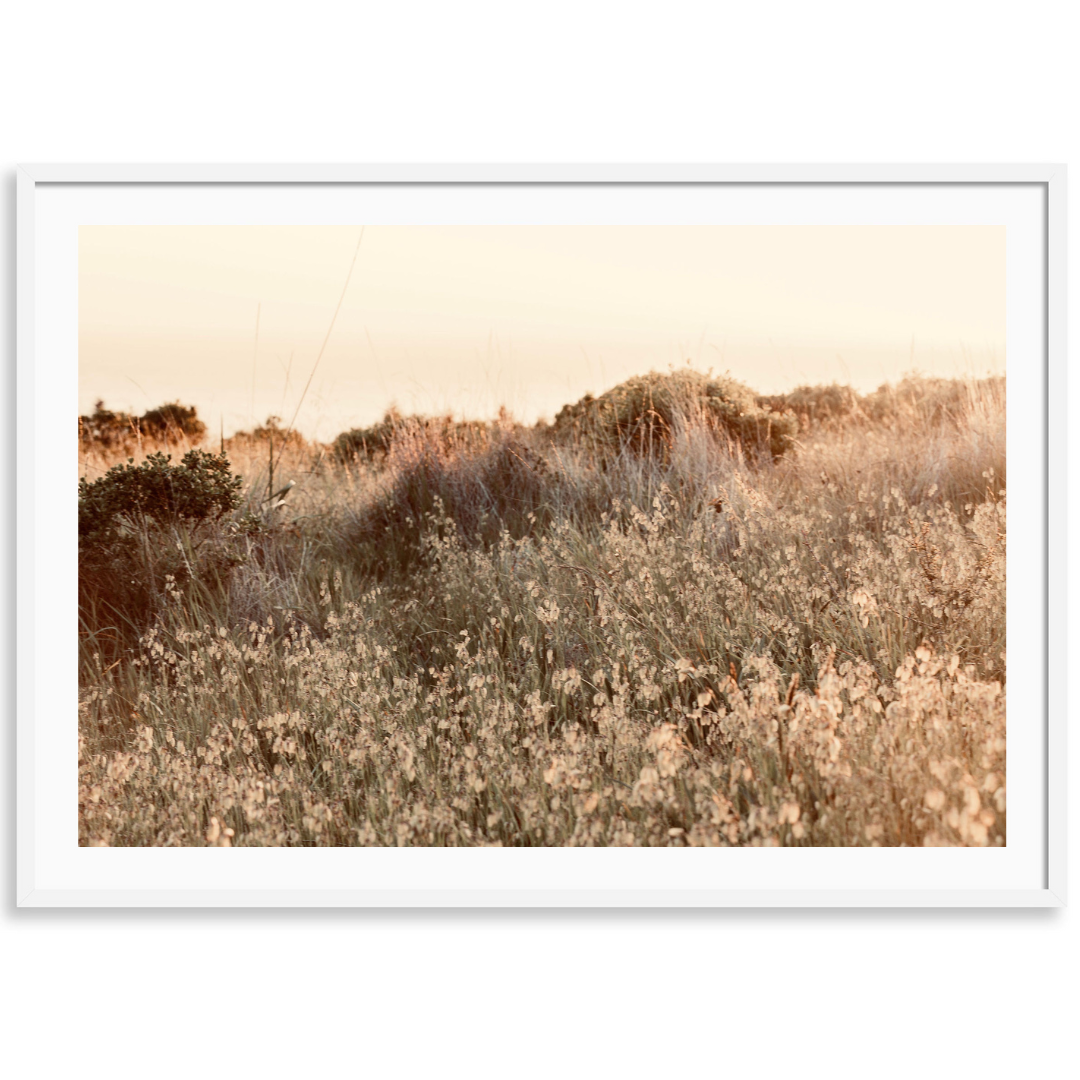 Sun-Kissed Field