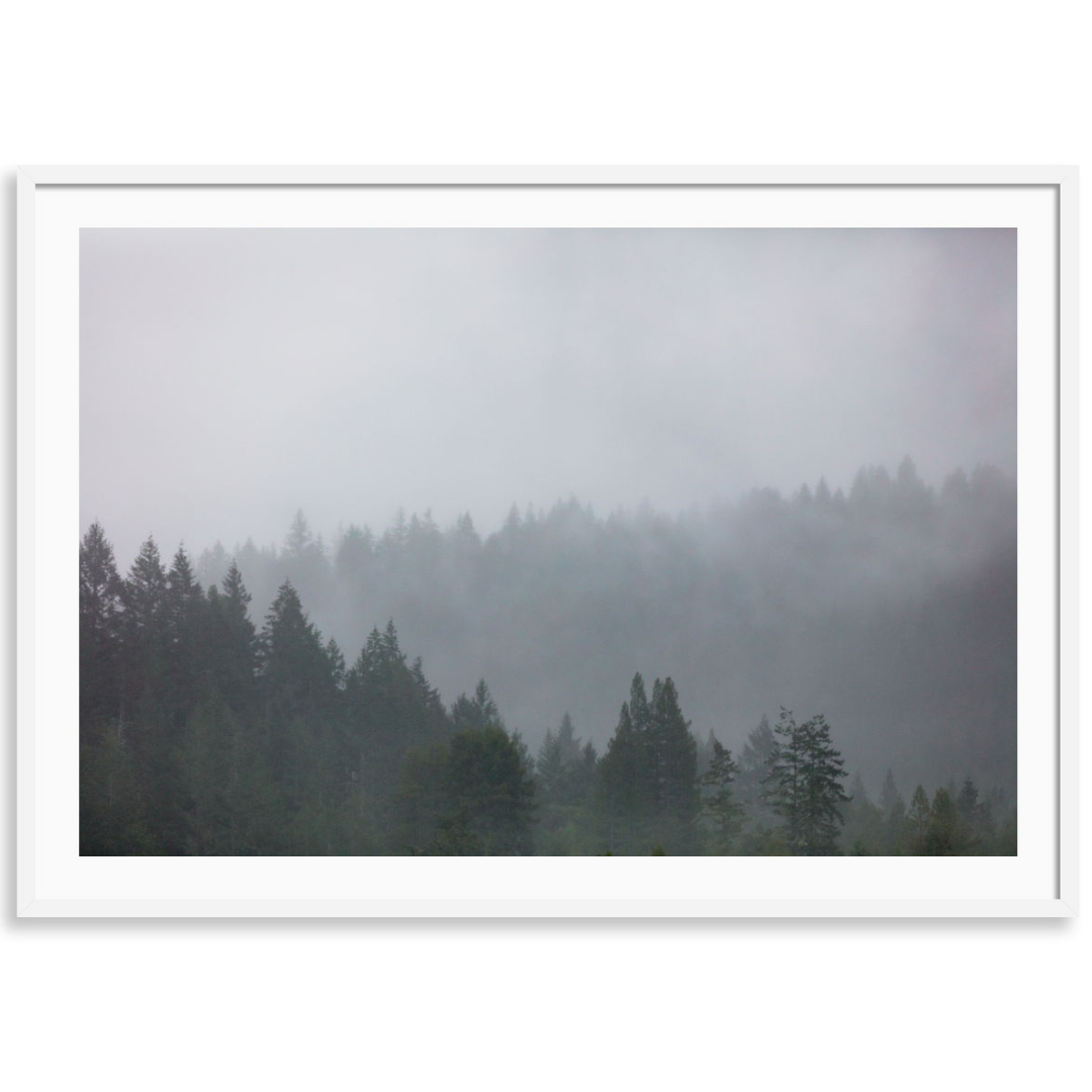 Moody Redwoods