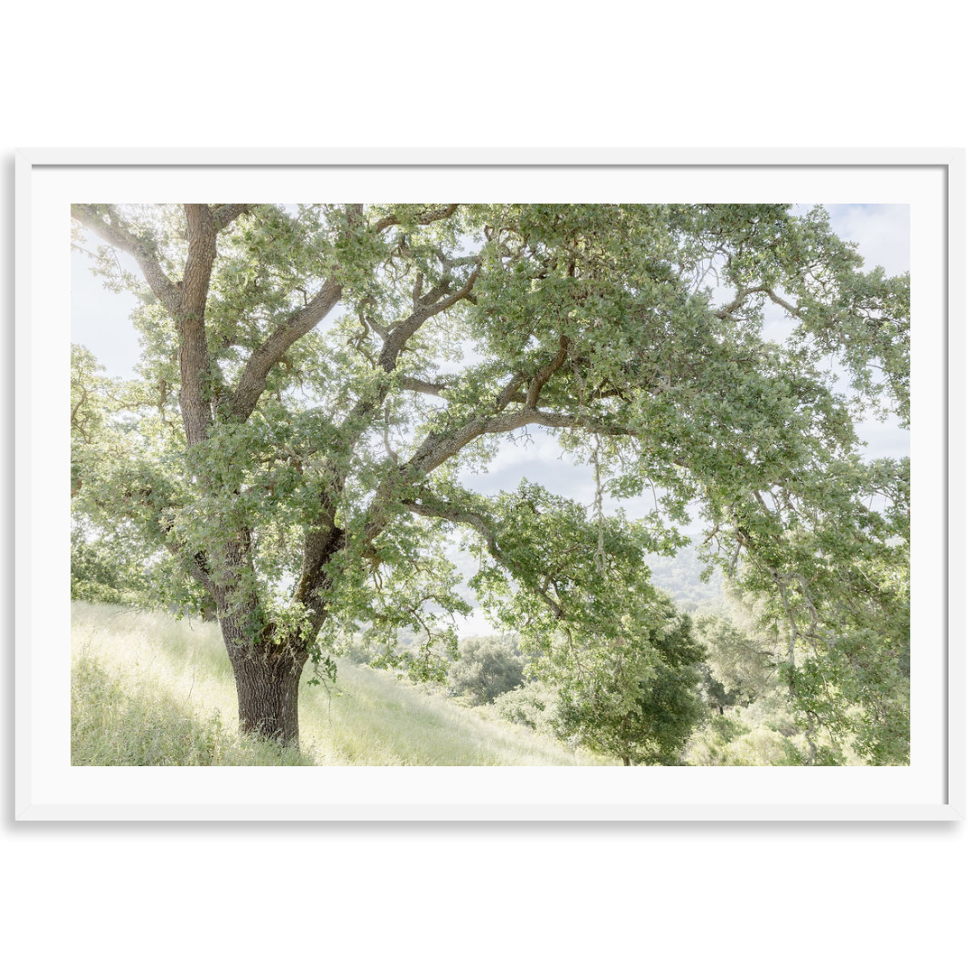 Oak in Morning Light