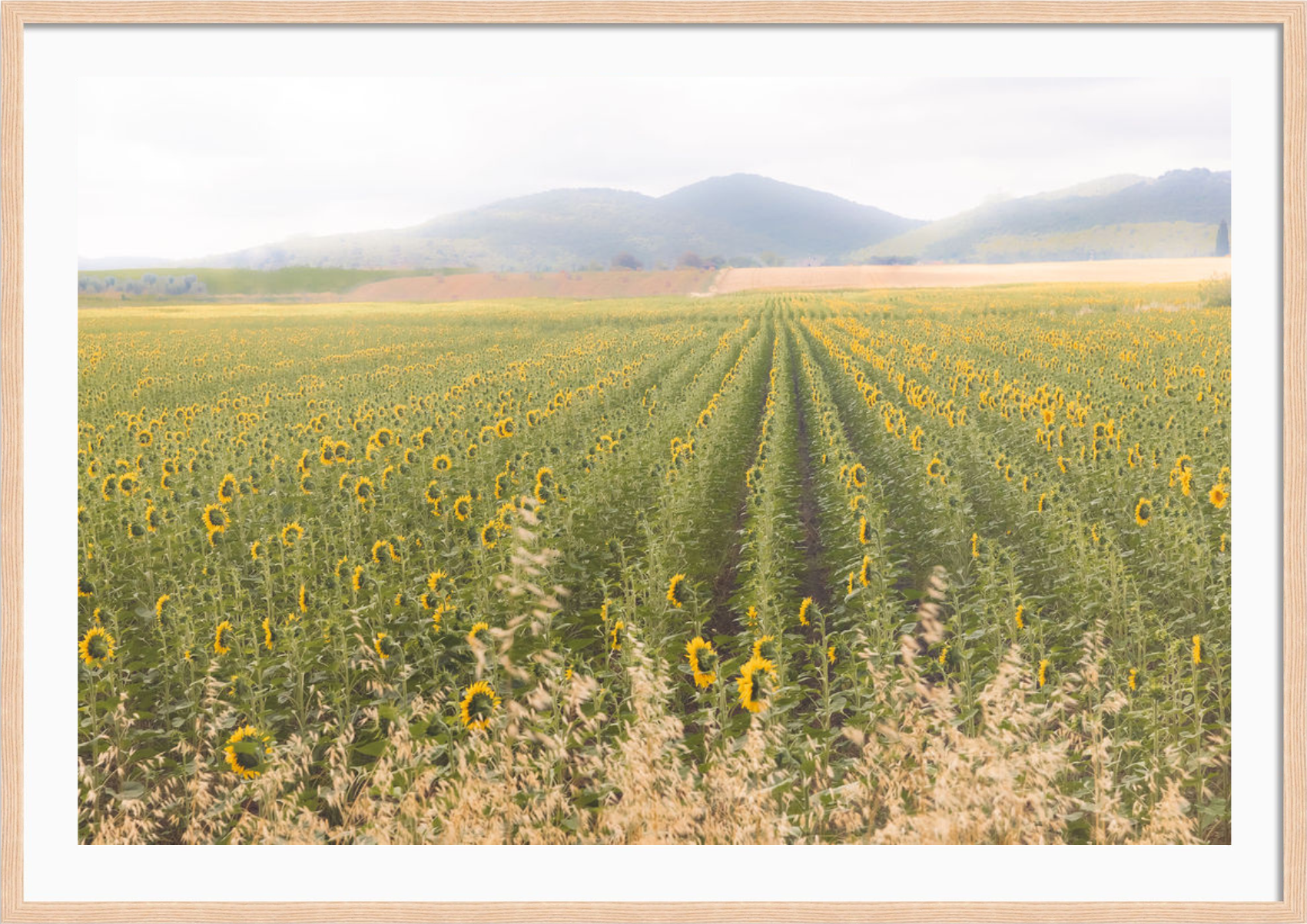 Tuscan Sunflower Symphony