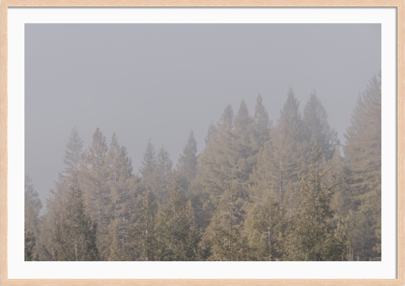 California Redwoods