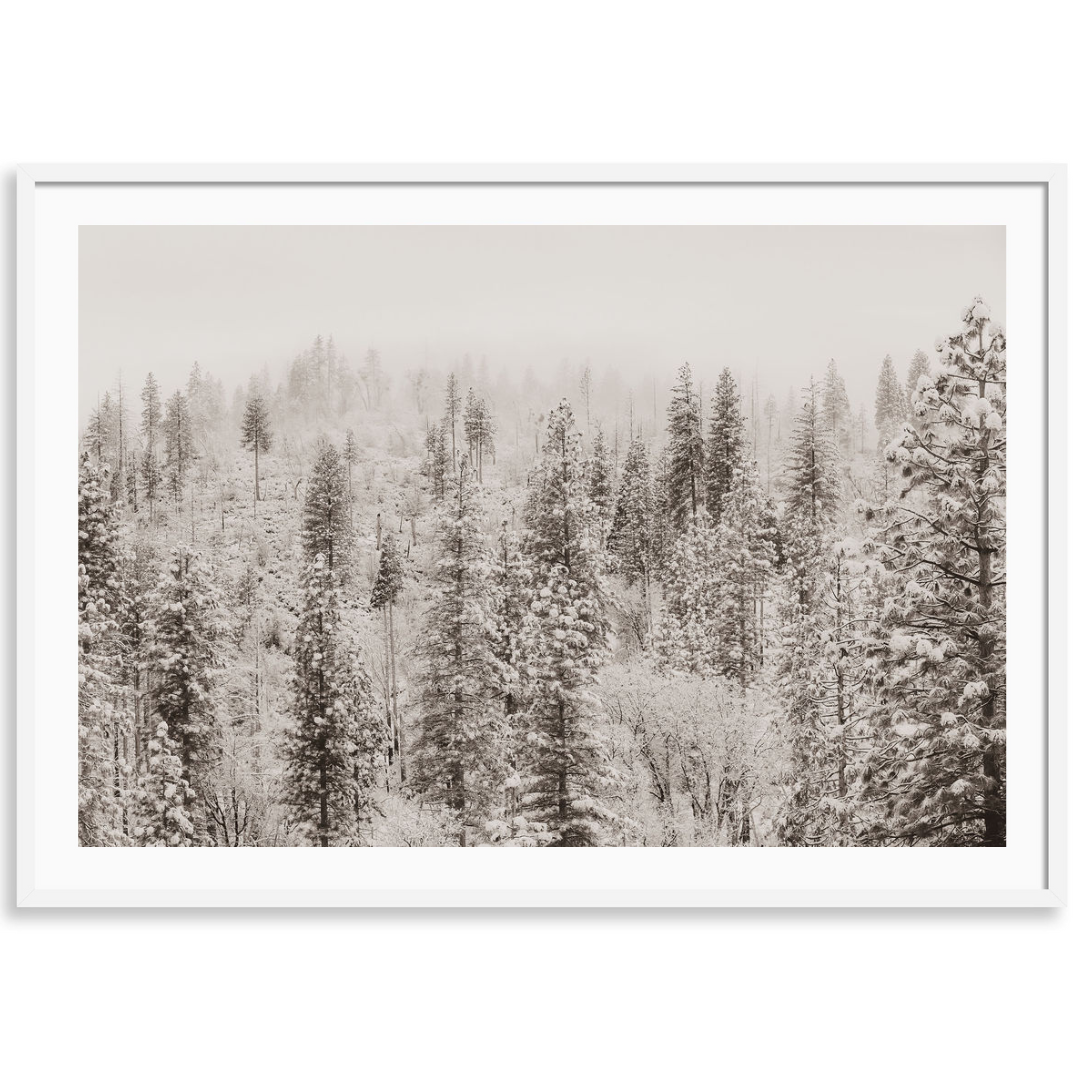 Yosemite Winter Wonderland