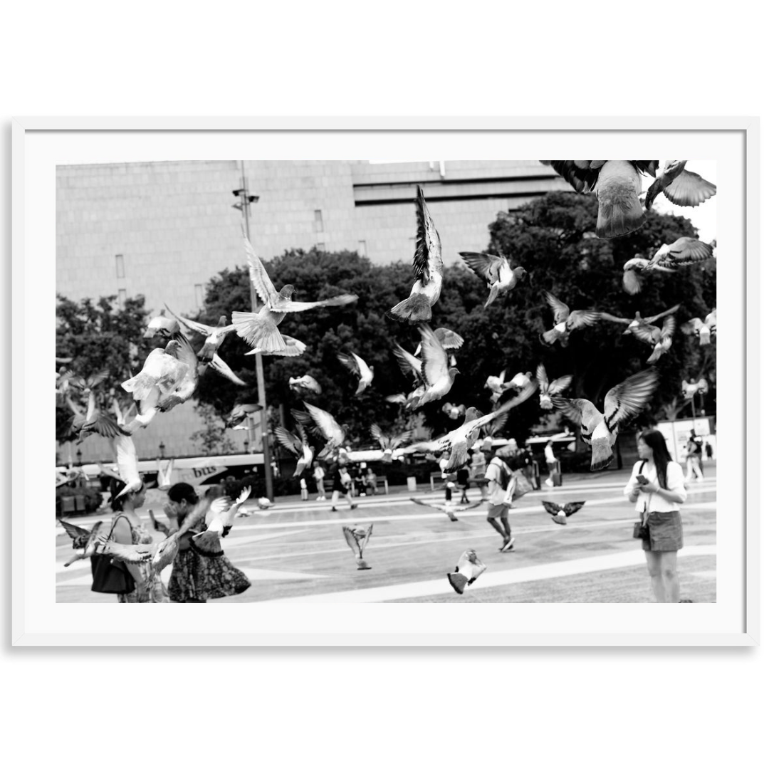 Barcelona Birds