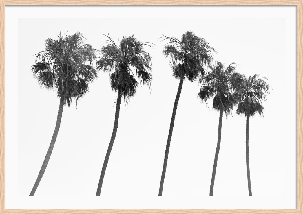 La Jolla Palms