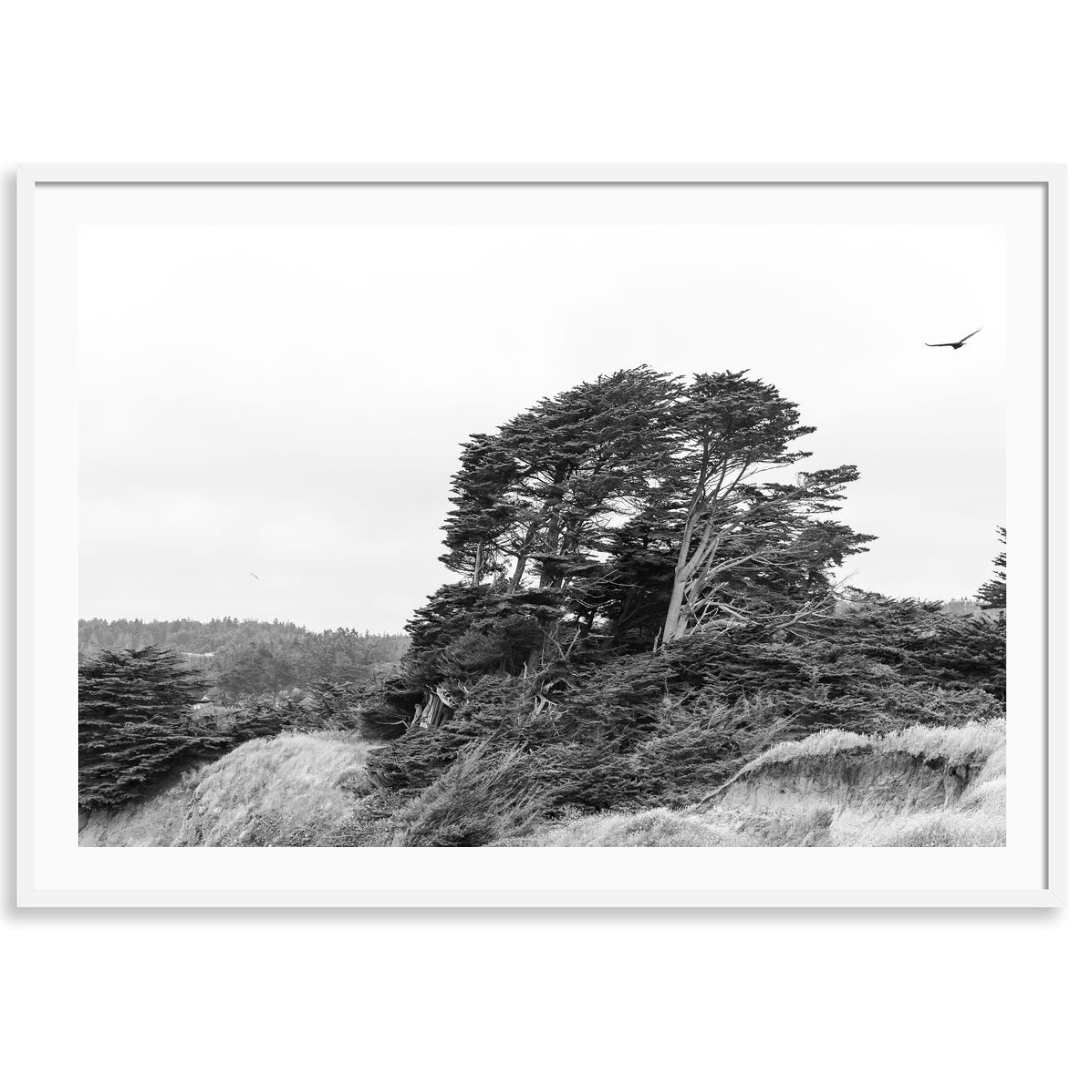Windswept Cypress