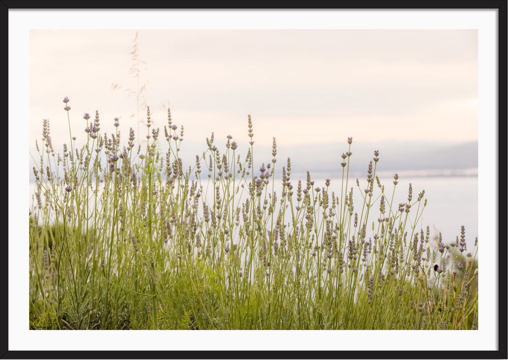 Tuscan Wildflowers