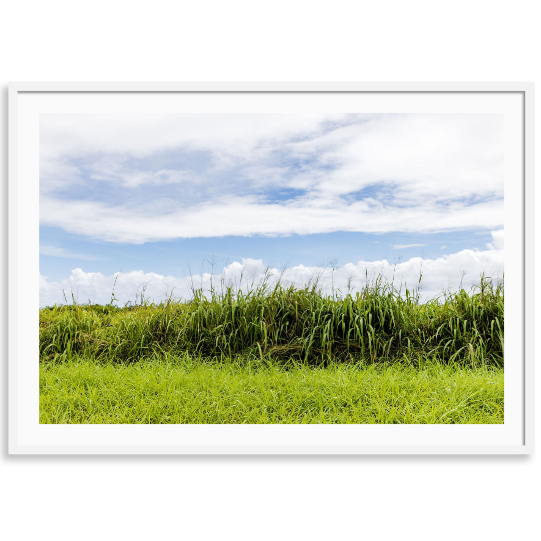 Tall Grass