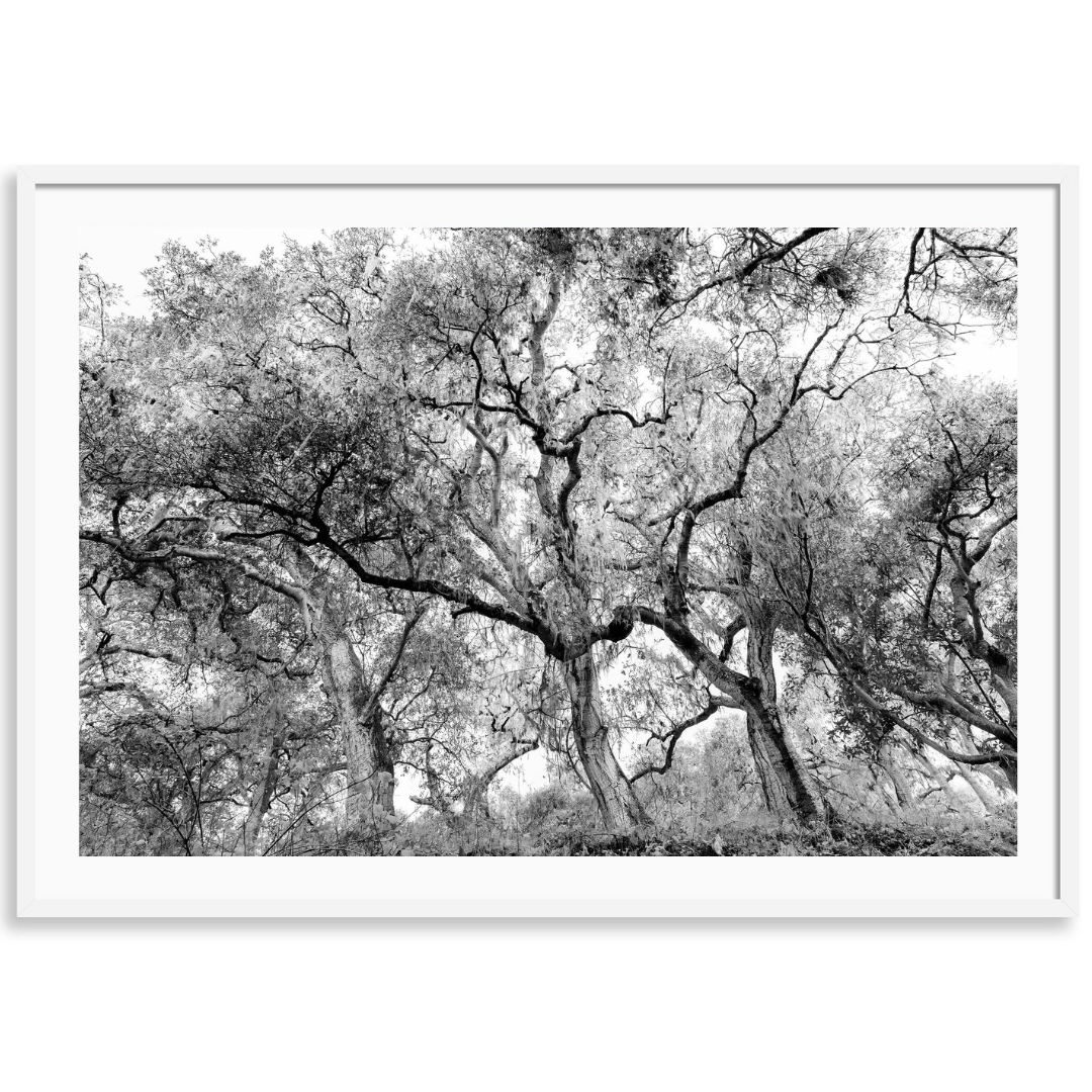 California Oak Trees