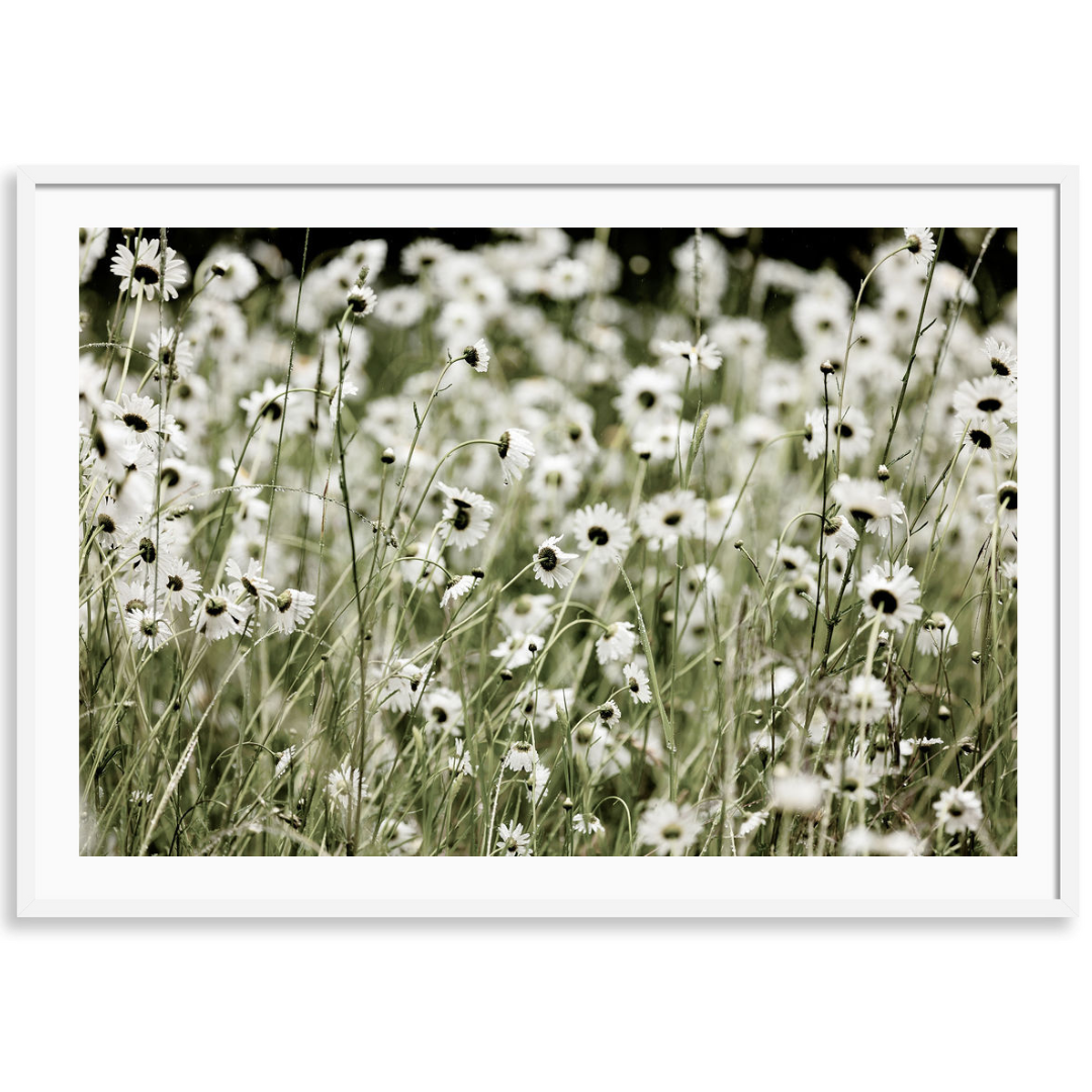 Wildflowers