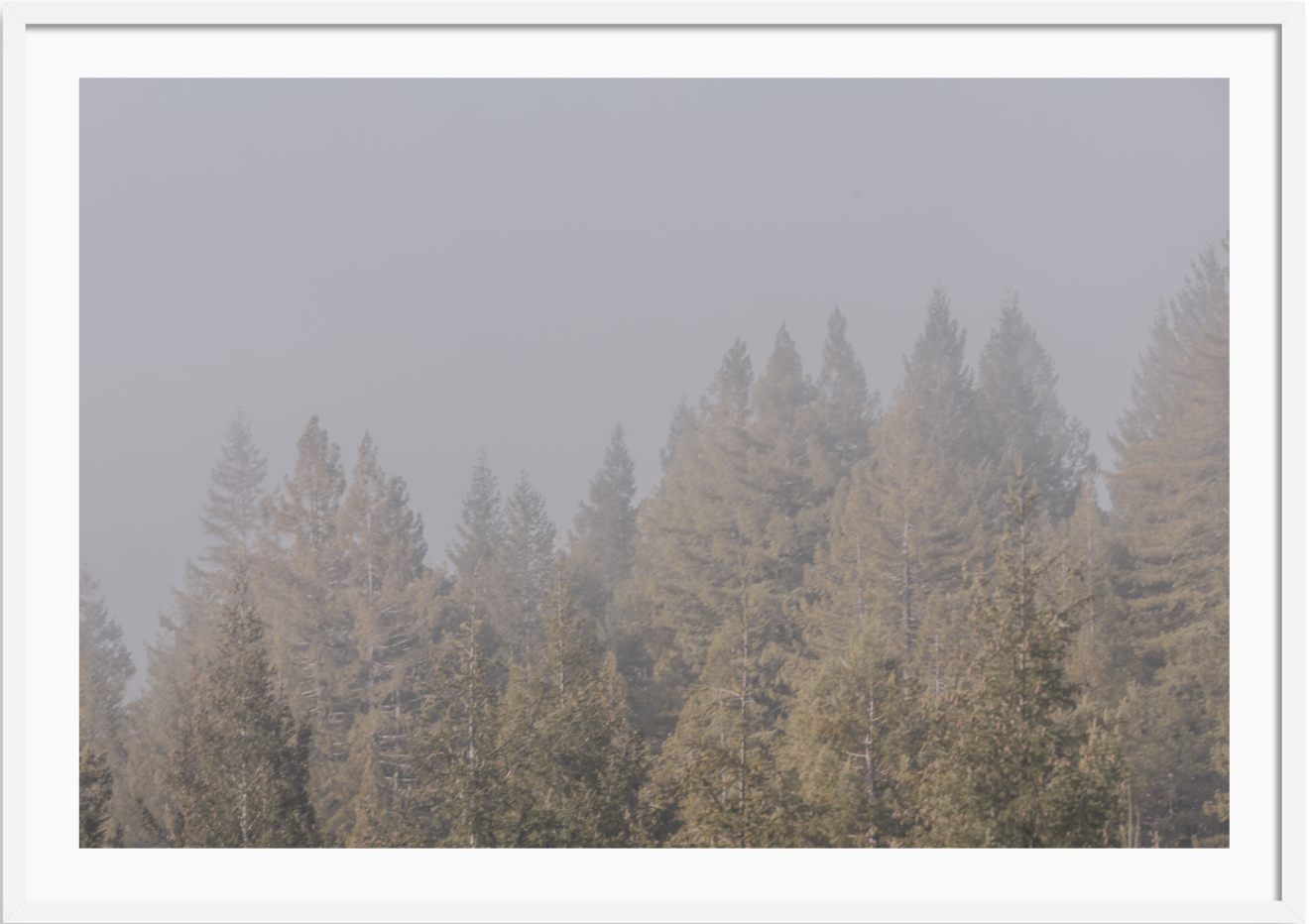 California Redwoods