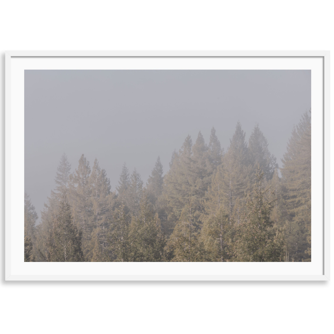 California Redwoods