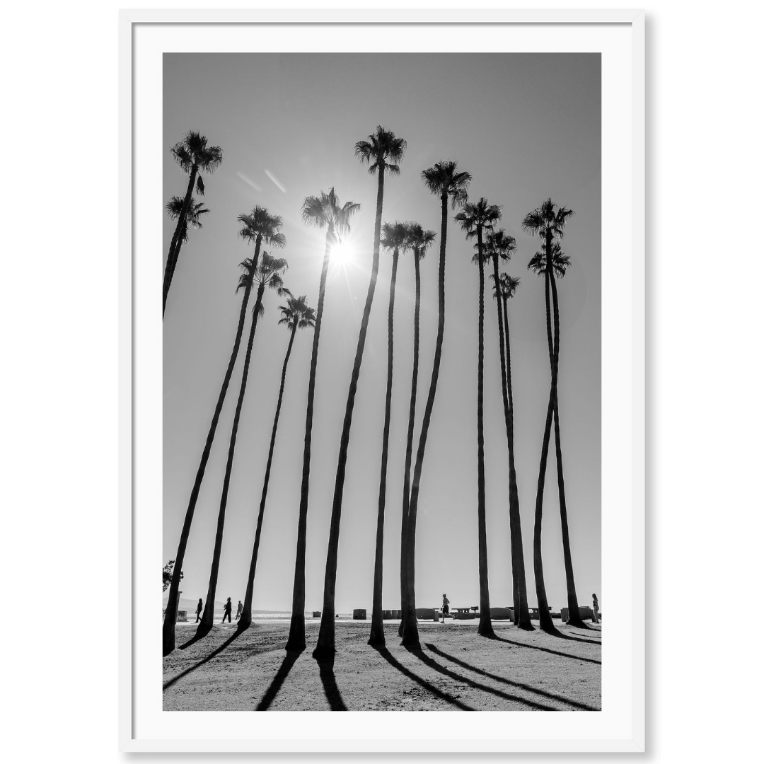 Dana Point Palms