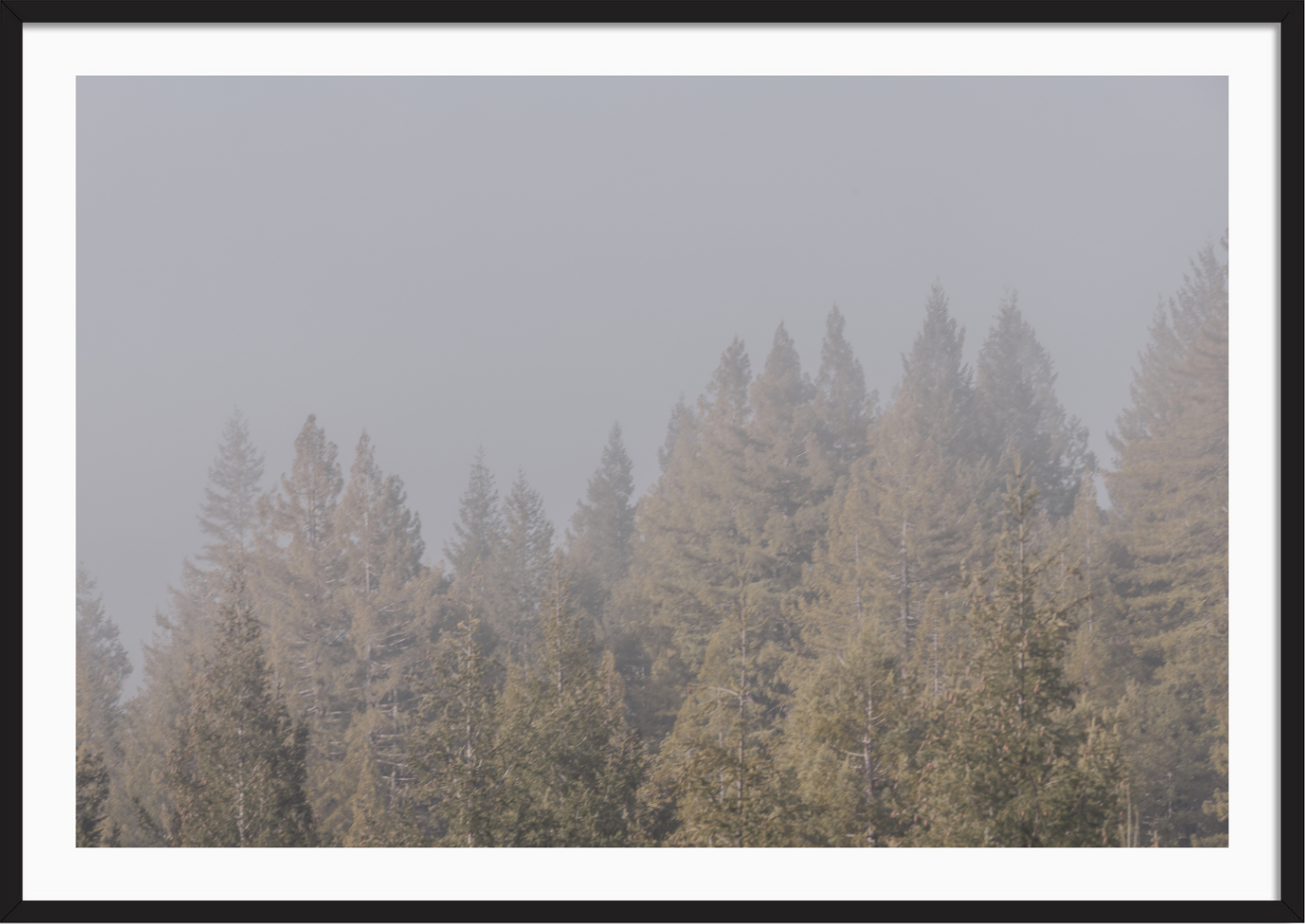 California Redwoods