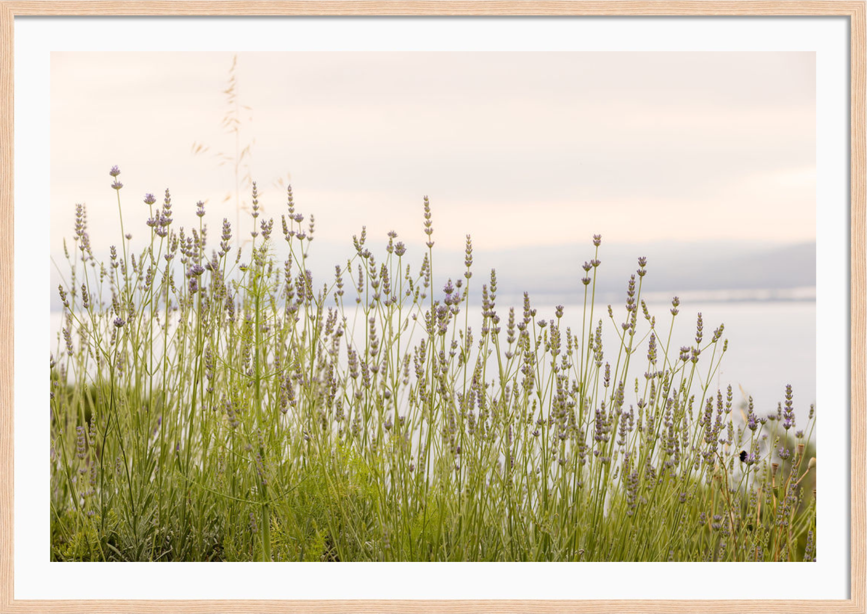 Tuscan Wildflowers