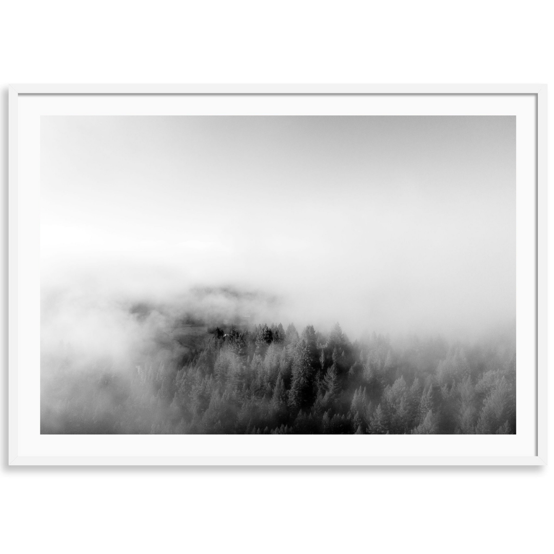 Redwoods in the Fog