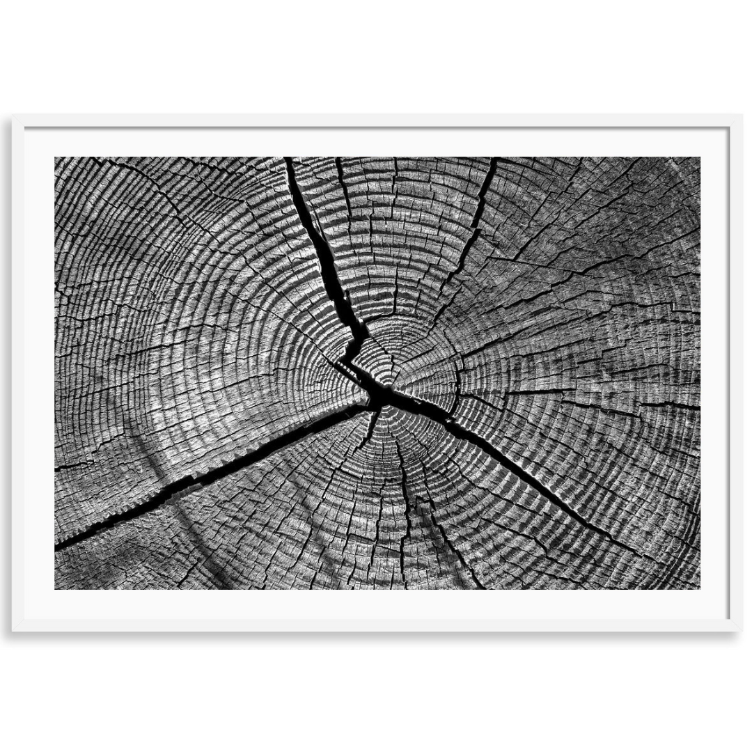 Whispers of Wood