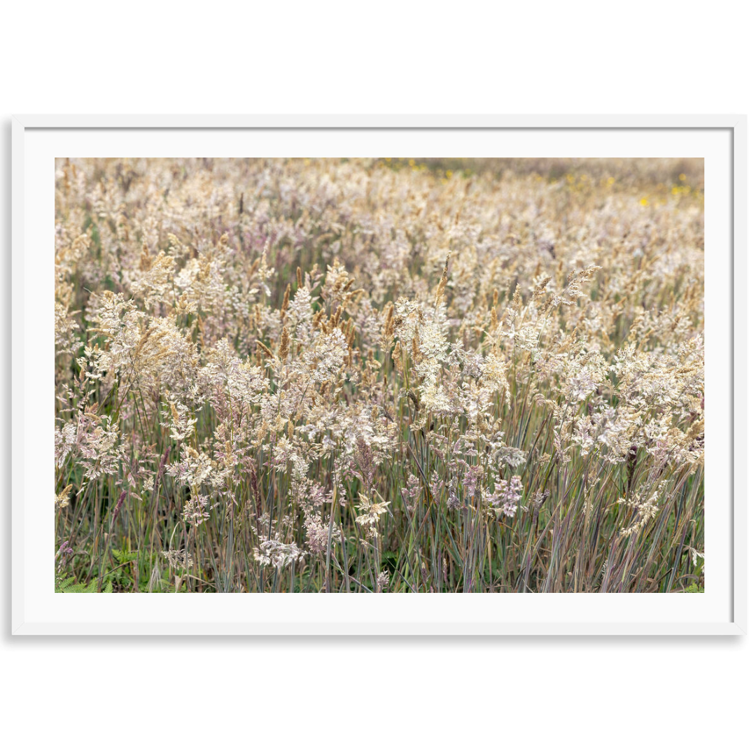 Summer Meadow