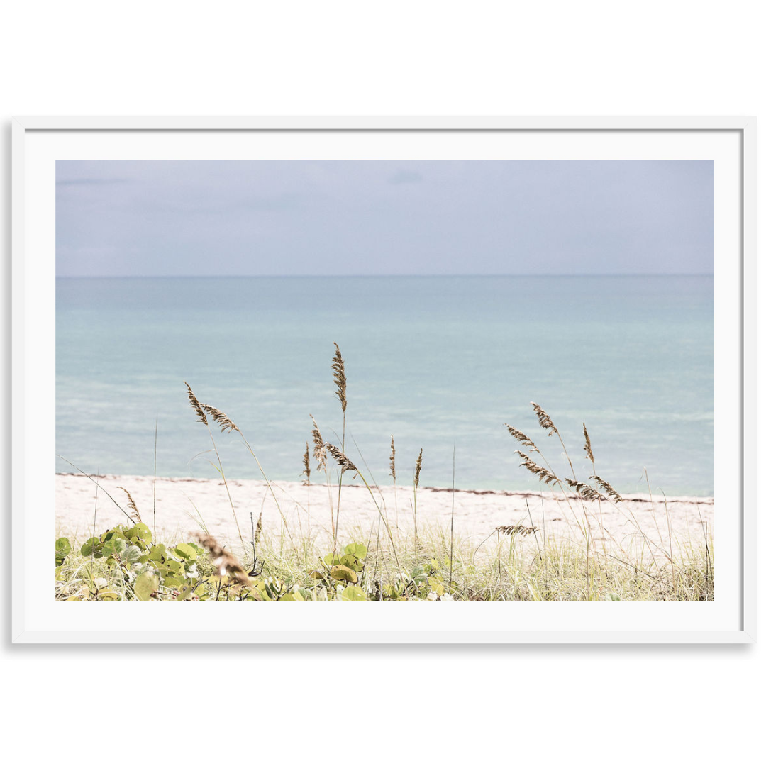 Palm Beach Wild Grass