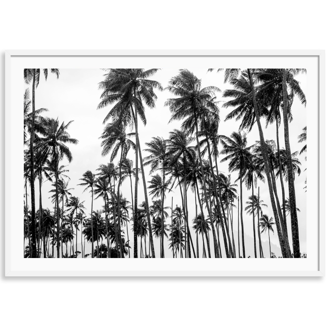 Palms on Palms