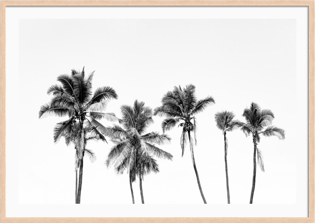 Hawaiian Palms