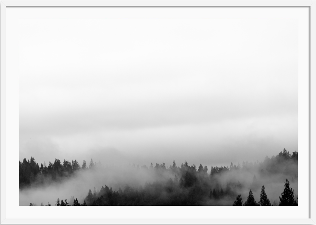 Misty Redwoods