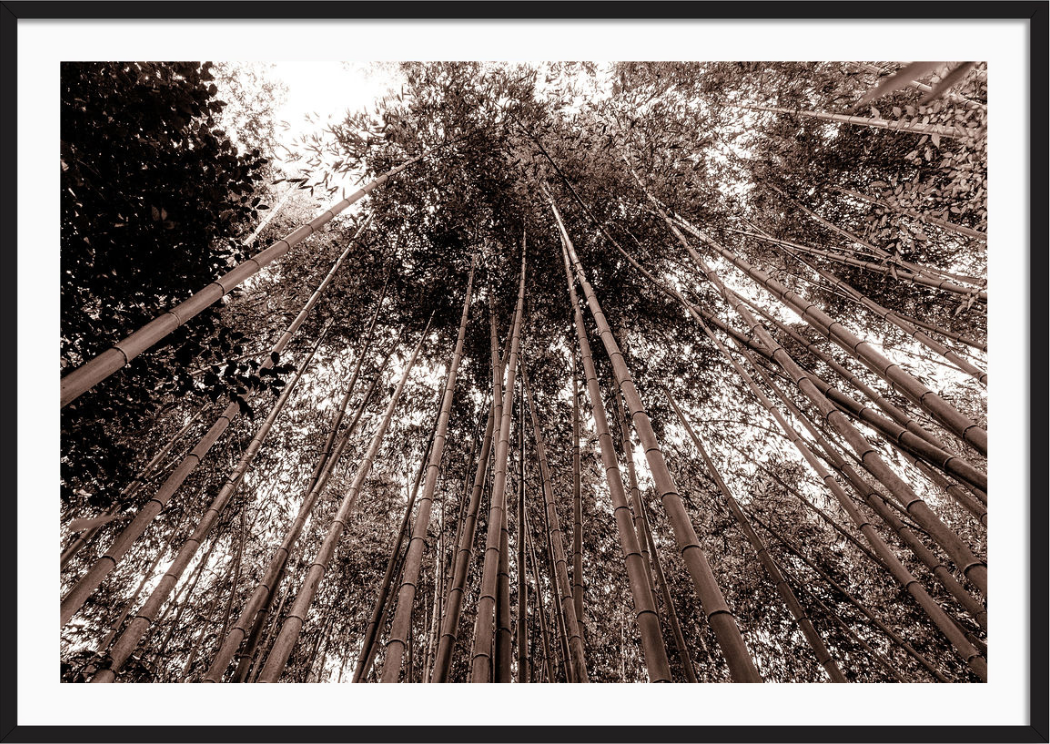 Bamboo Forest Japan