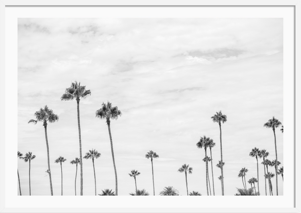 Montecito Palms Black and White