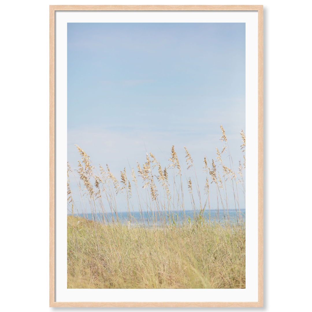 Palm Beach Wild Grass