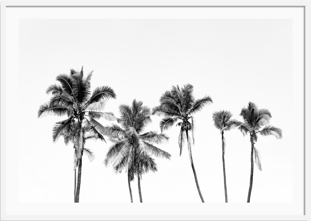 Hawaiian Palms
