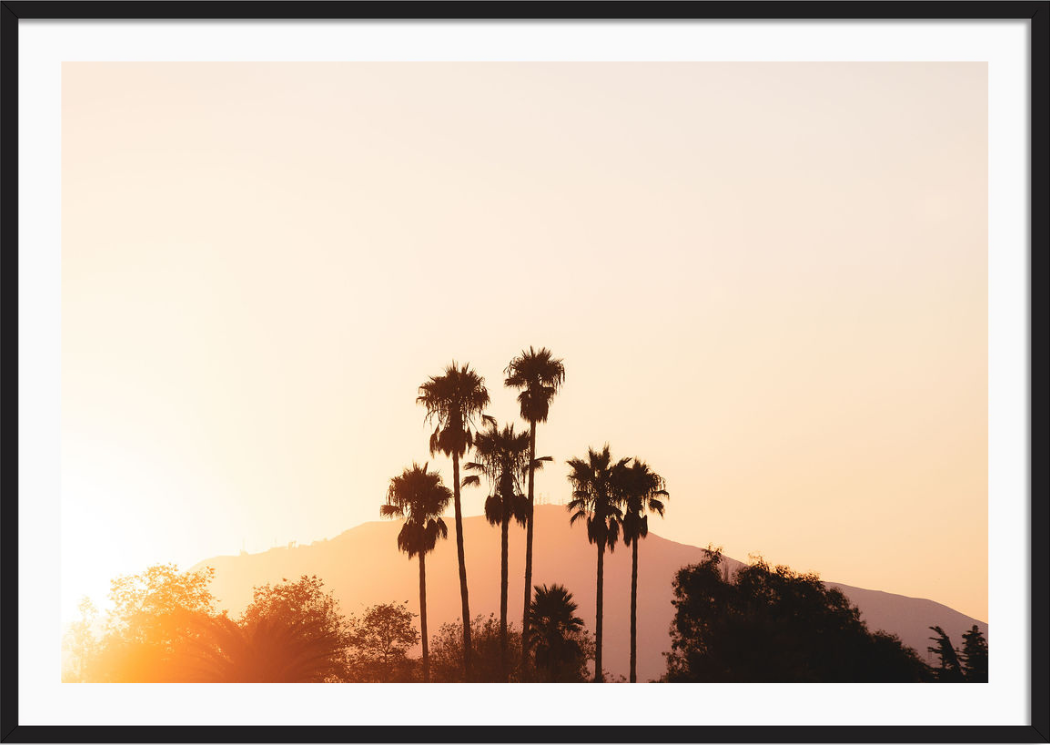 Santa Barbara Palm Sunrise