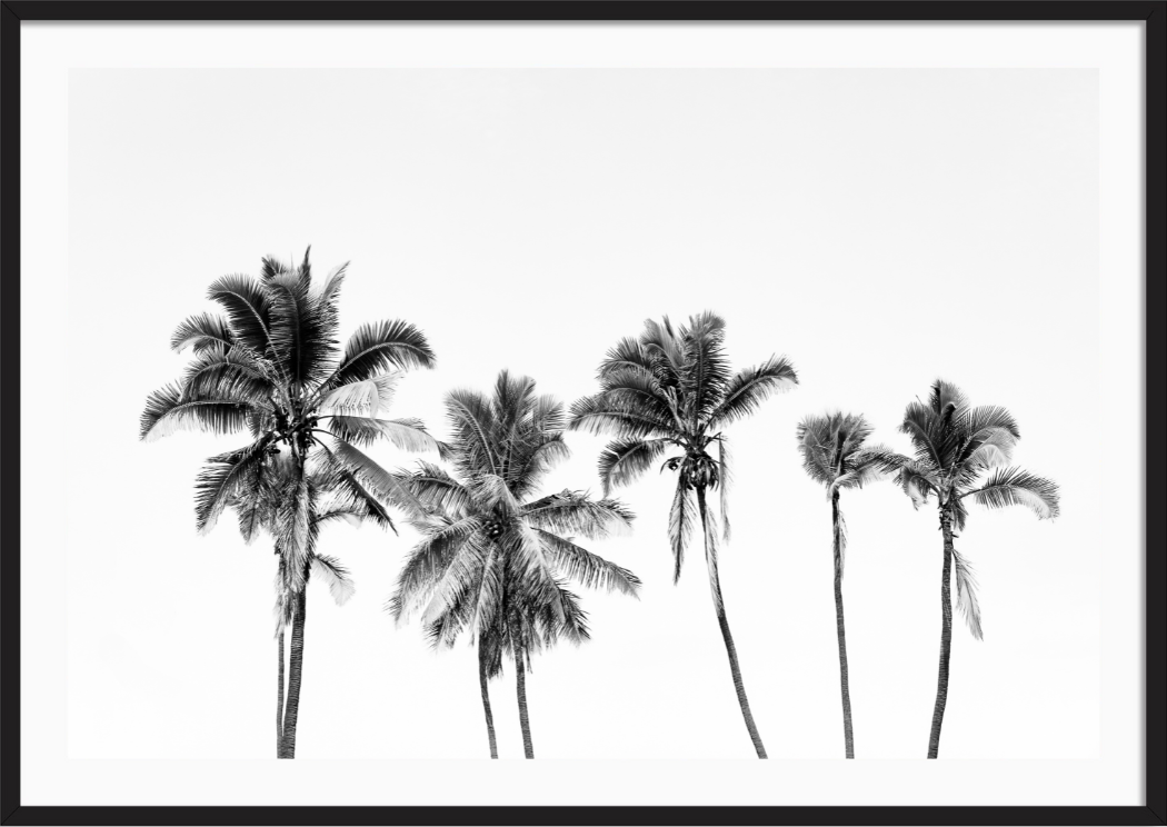 Hawaiian Palms
