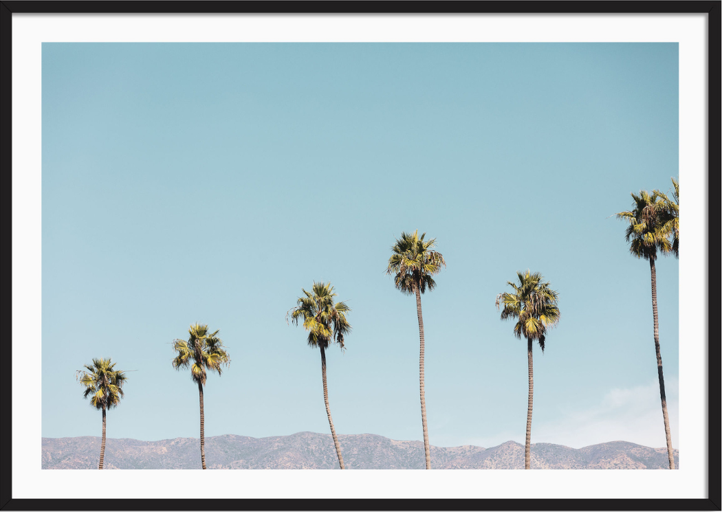 Santa Barbara Palms 2