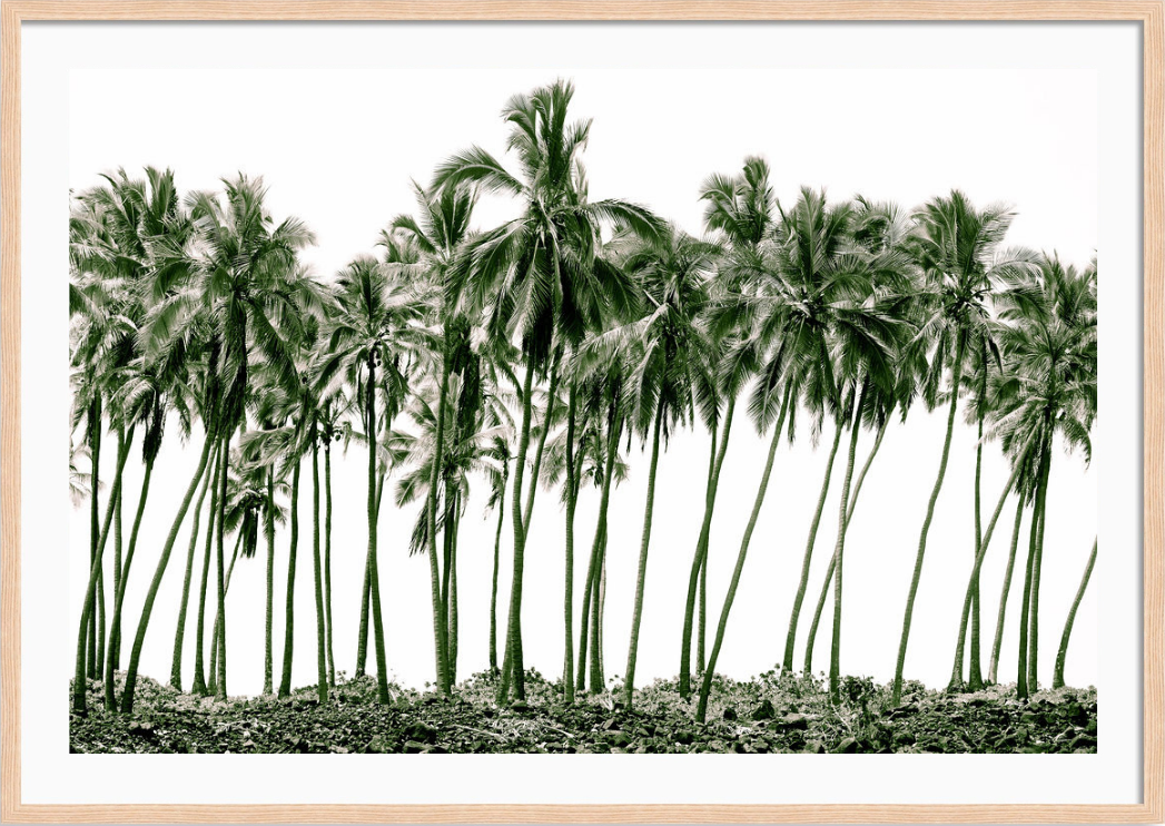 Green Palms