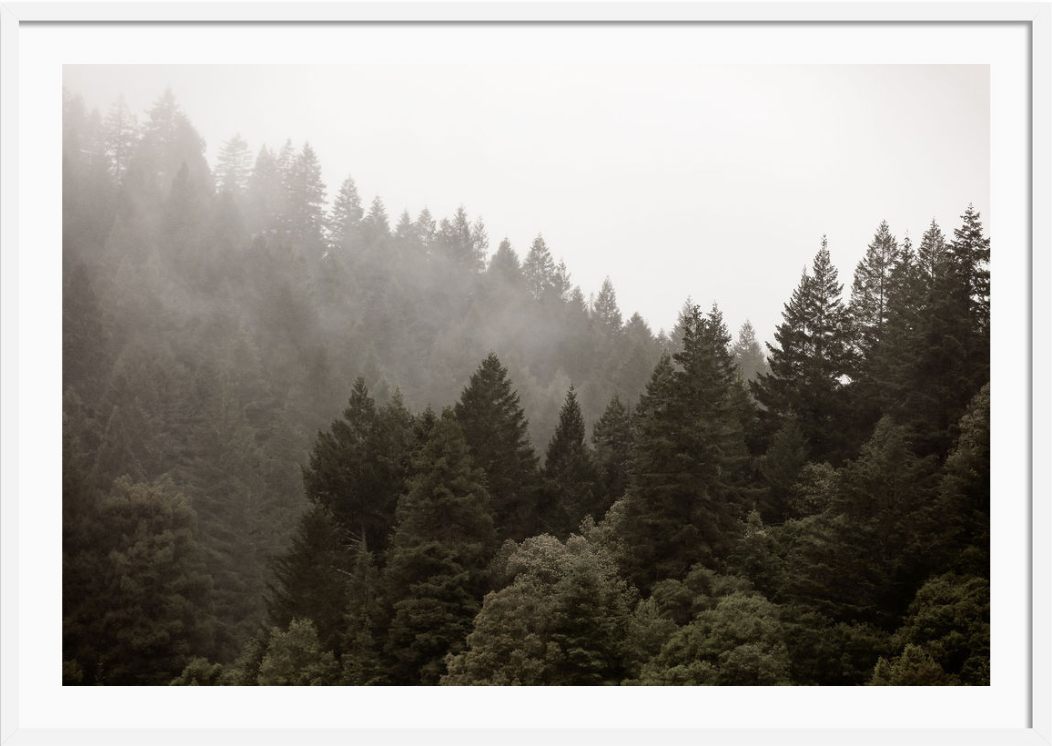 Misty Redwoods 2