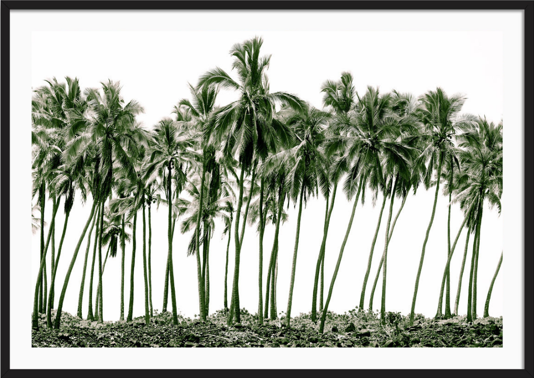 Green Palms