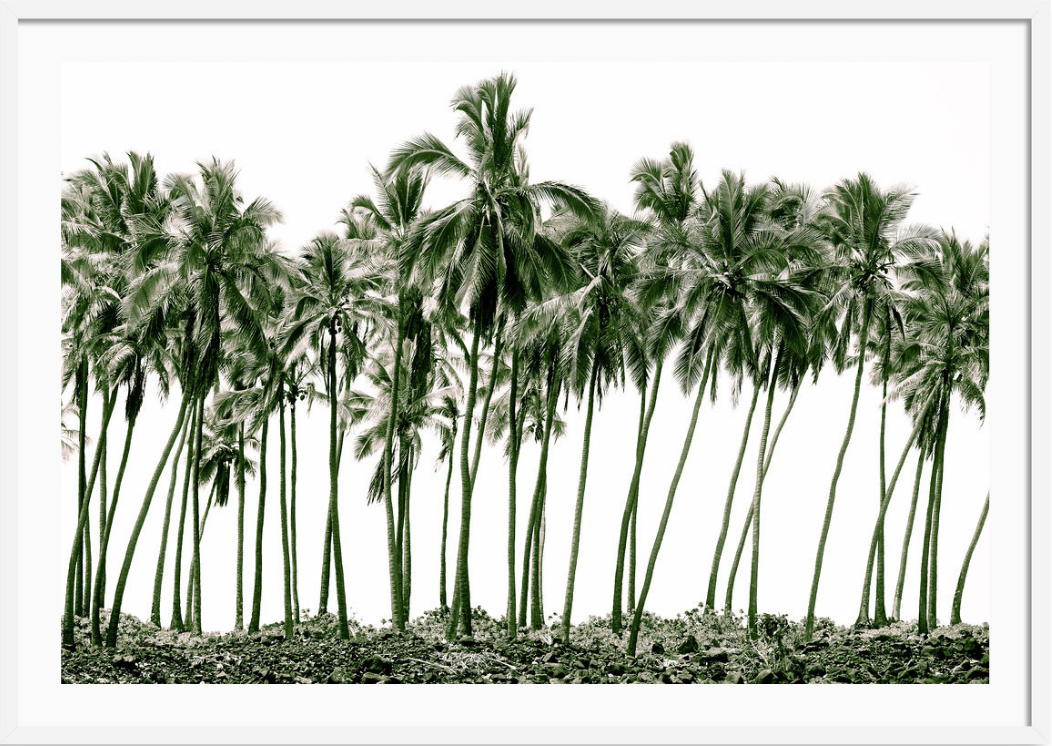Green Palms