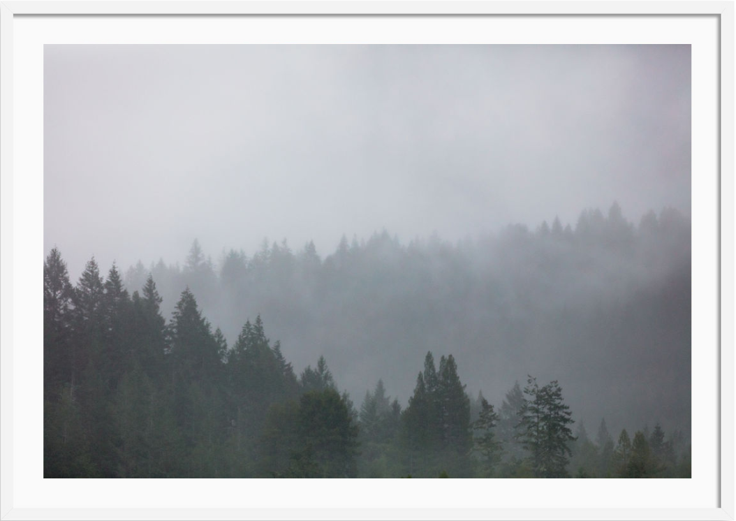 Moody Redwoods