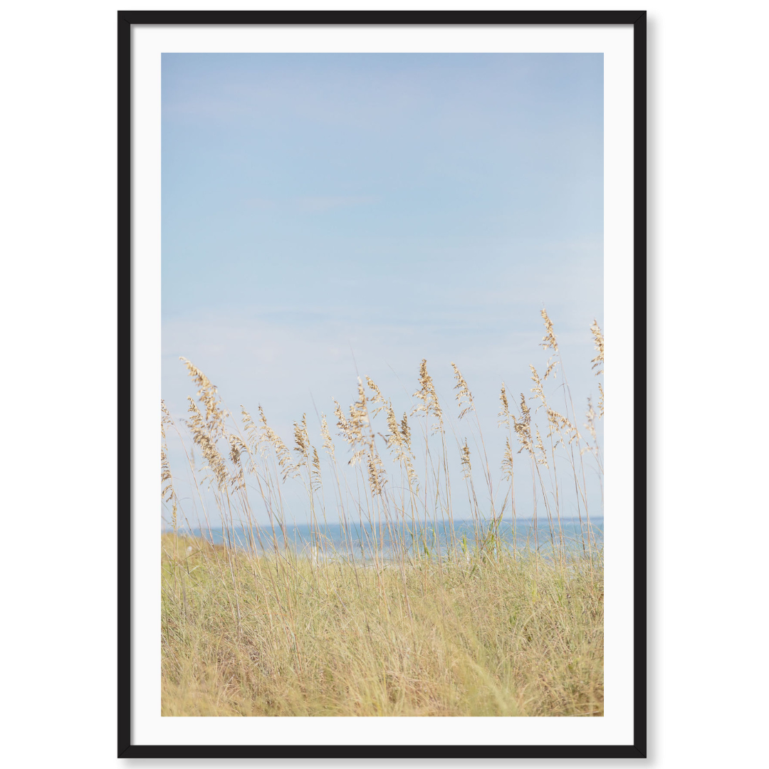 Palm Beach Wild Grass