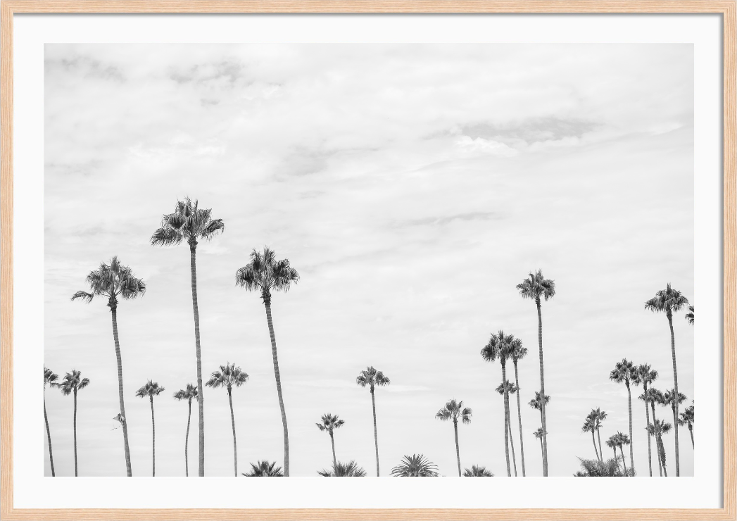 Montecito Palms Black and White