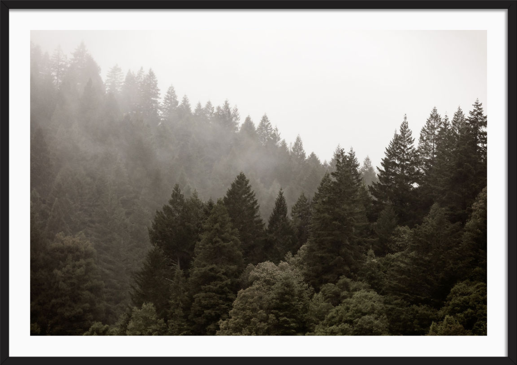 Misty Redwoods 2