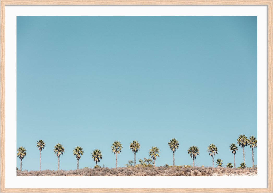 Santa Barbara Palms 3