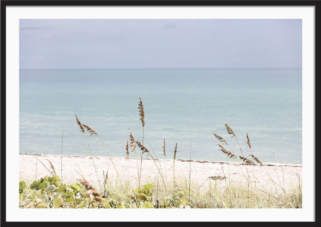 Palm Beach Wild Grass