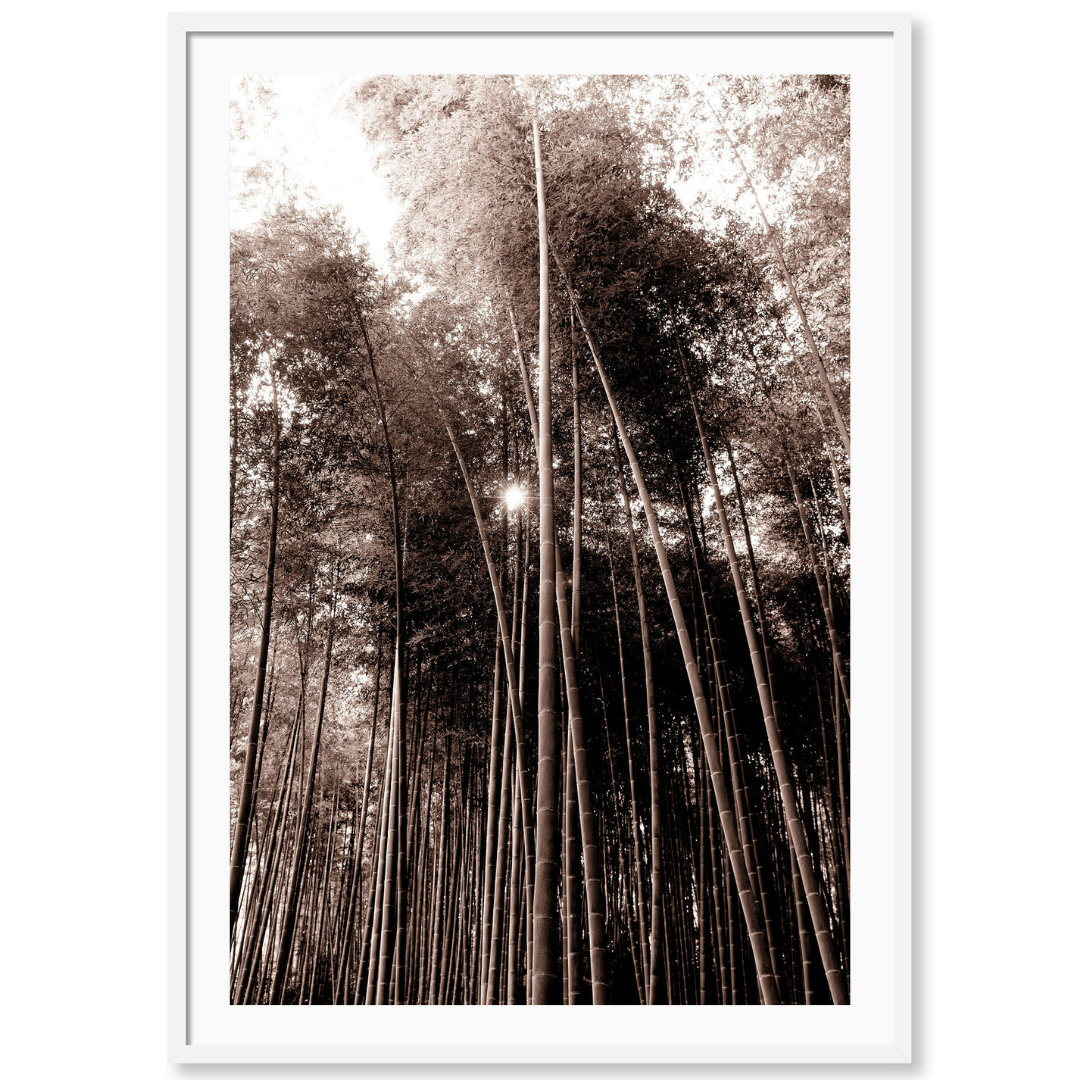 Bamboo Forest Japan